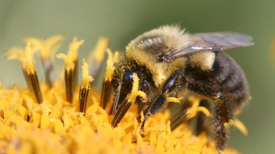 1-bumblebee-256dpi.jpg