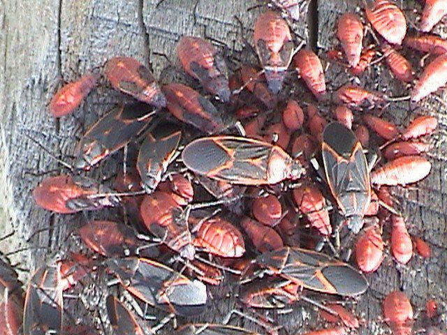 Box Elders and Stink Bugs in Maryland Solutions