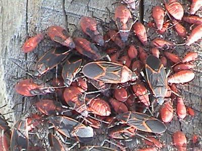 Nature Notes: Box elder bugs