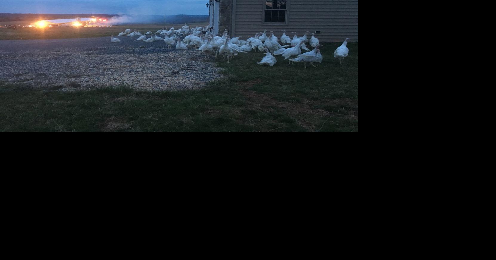 Barn fire kills thousands of turkeys near Thurmont | Public ...