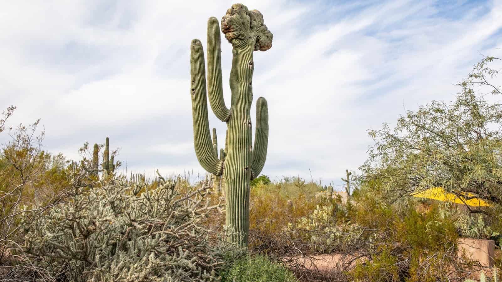 Historic Arizona architecture and ancient saguaro cactus landscapes