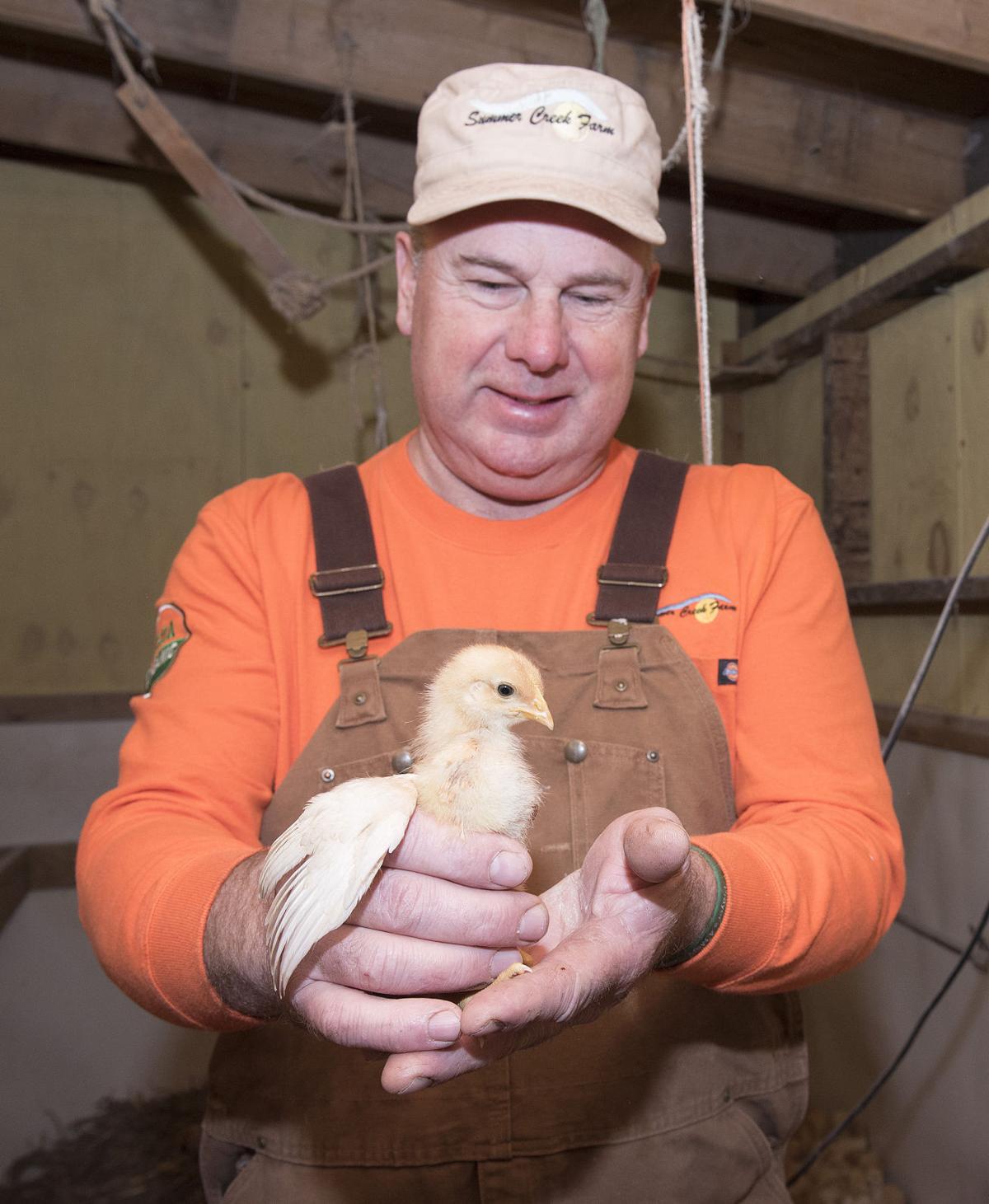 Raising Chickens Farmer Says Don T Chicken Out With Backyard