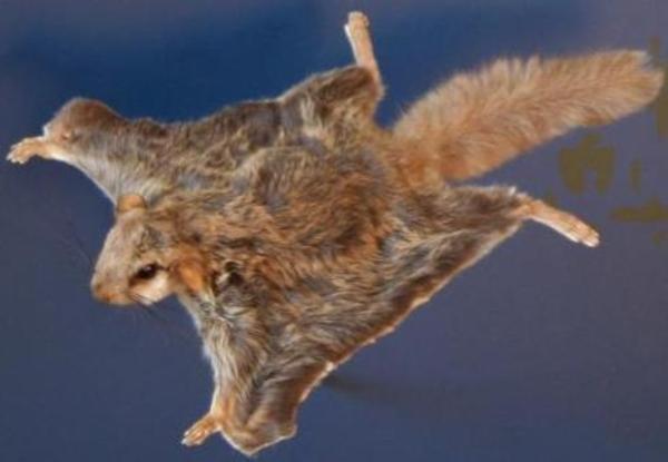 Florida's flying squirrels—smuggled abroad in the thousands