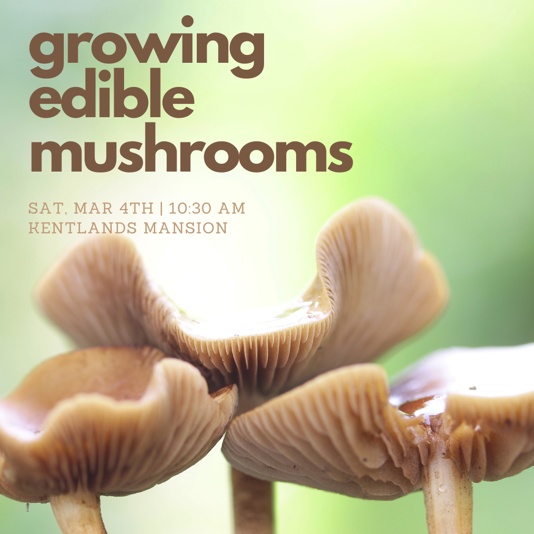 Growing Edible Mushrooms Classes, & lectures