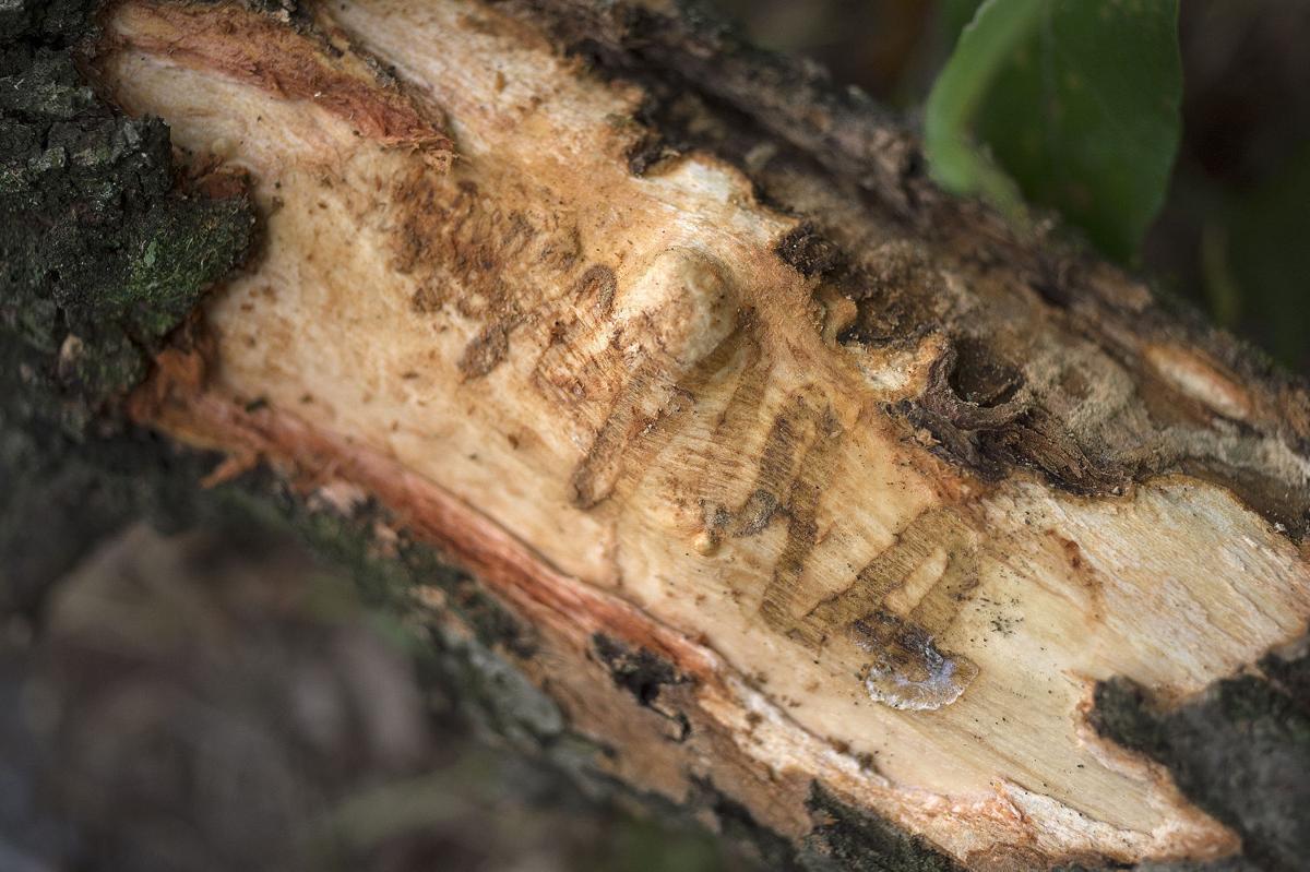 Invasive beetle continues to kill ash trees Economy & business