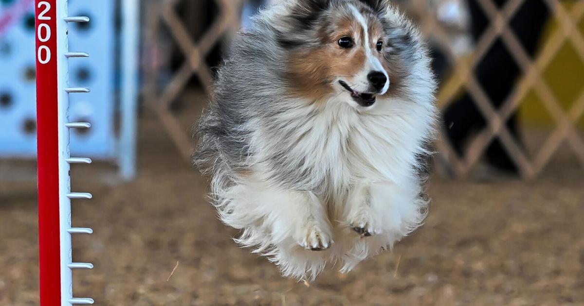 Dog show brings smiles, wagging tails at fairgrounds | Great Frederick ...