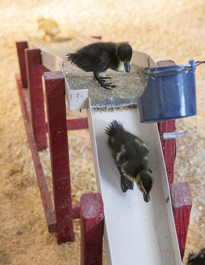 My Day At The Fair Duck Slide Tourism Fredericknewspost Com