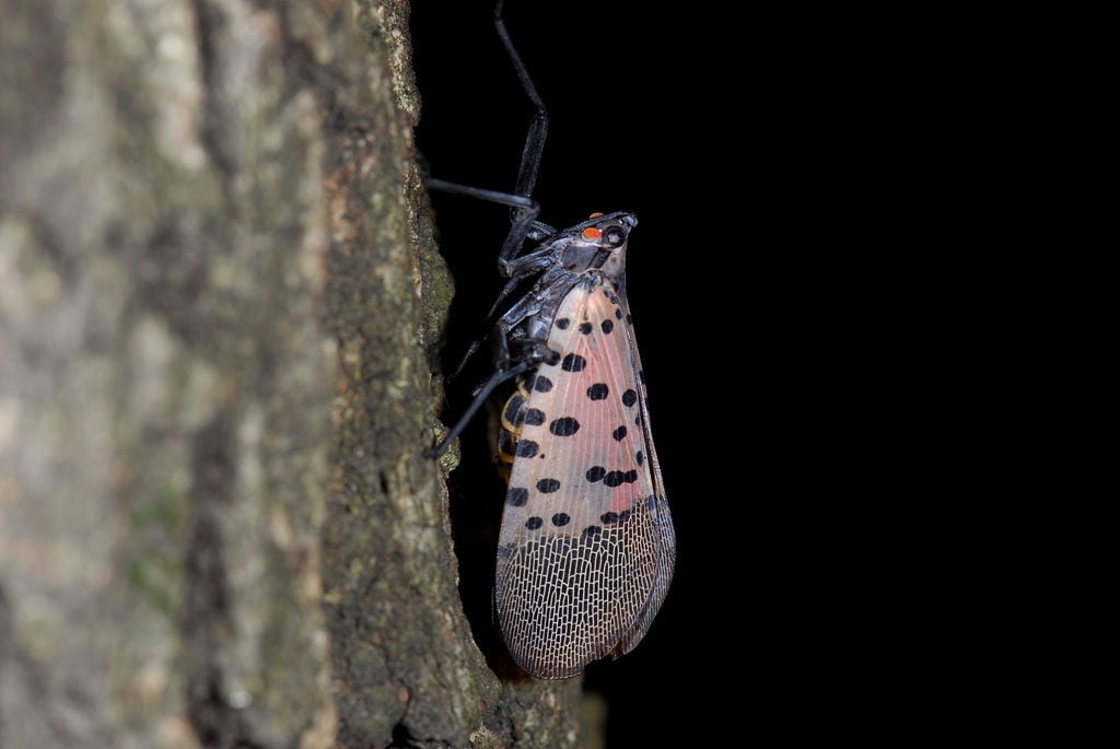 spotted-lanternfly-newly-arrived-invasive-insect-environment