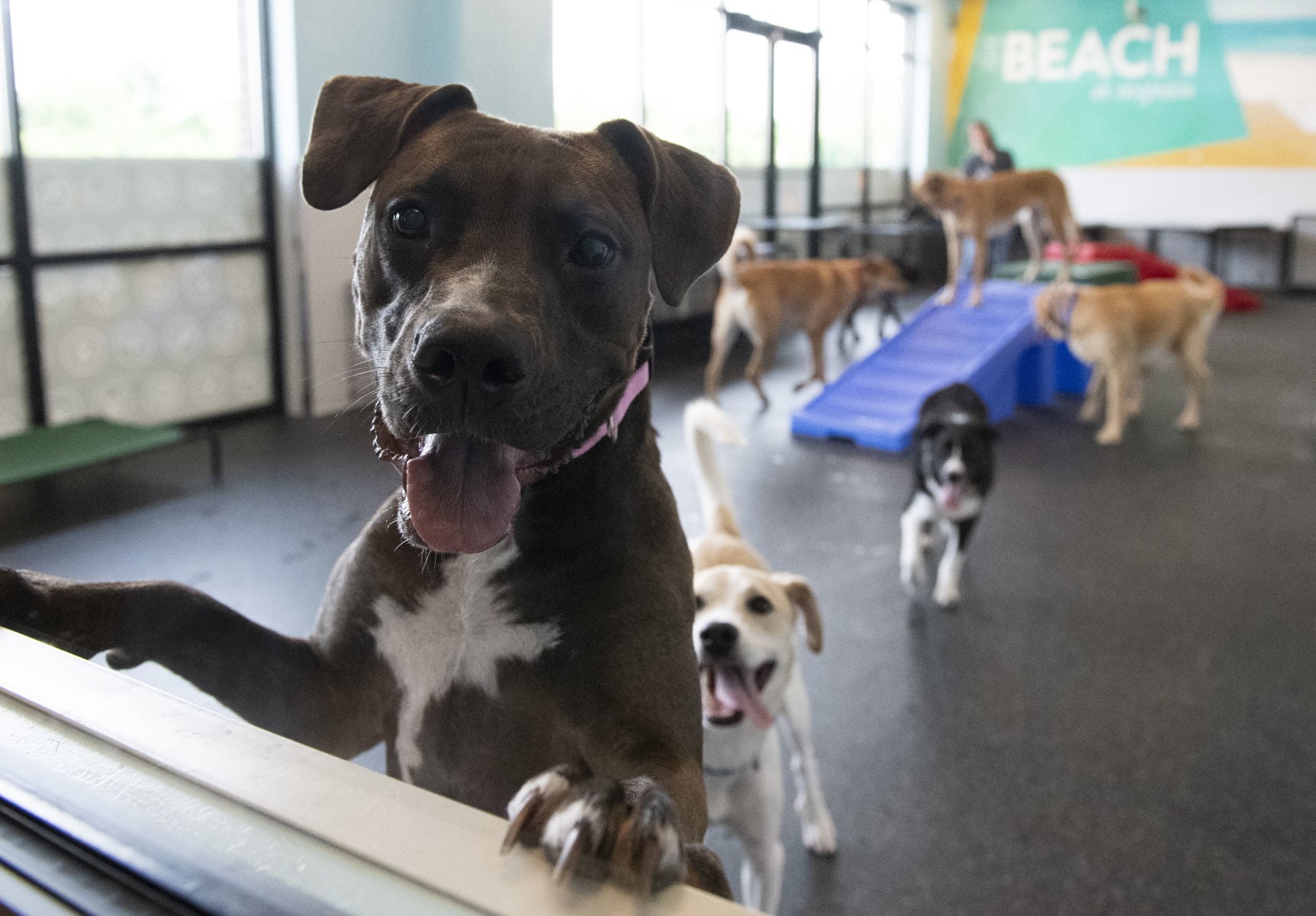 dogtopia daycare cost