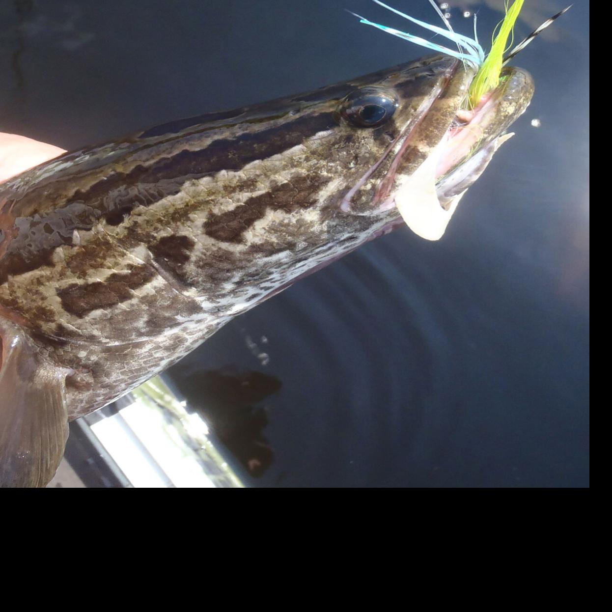 Today's Sportsman: Casting for snakeheads on the Eastern Shore