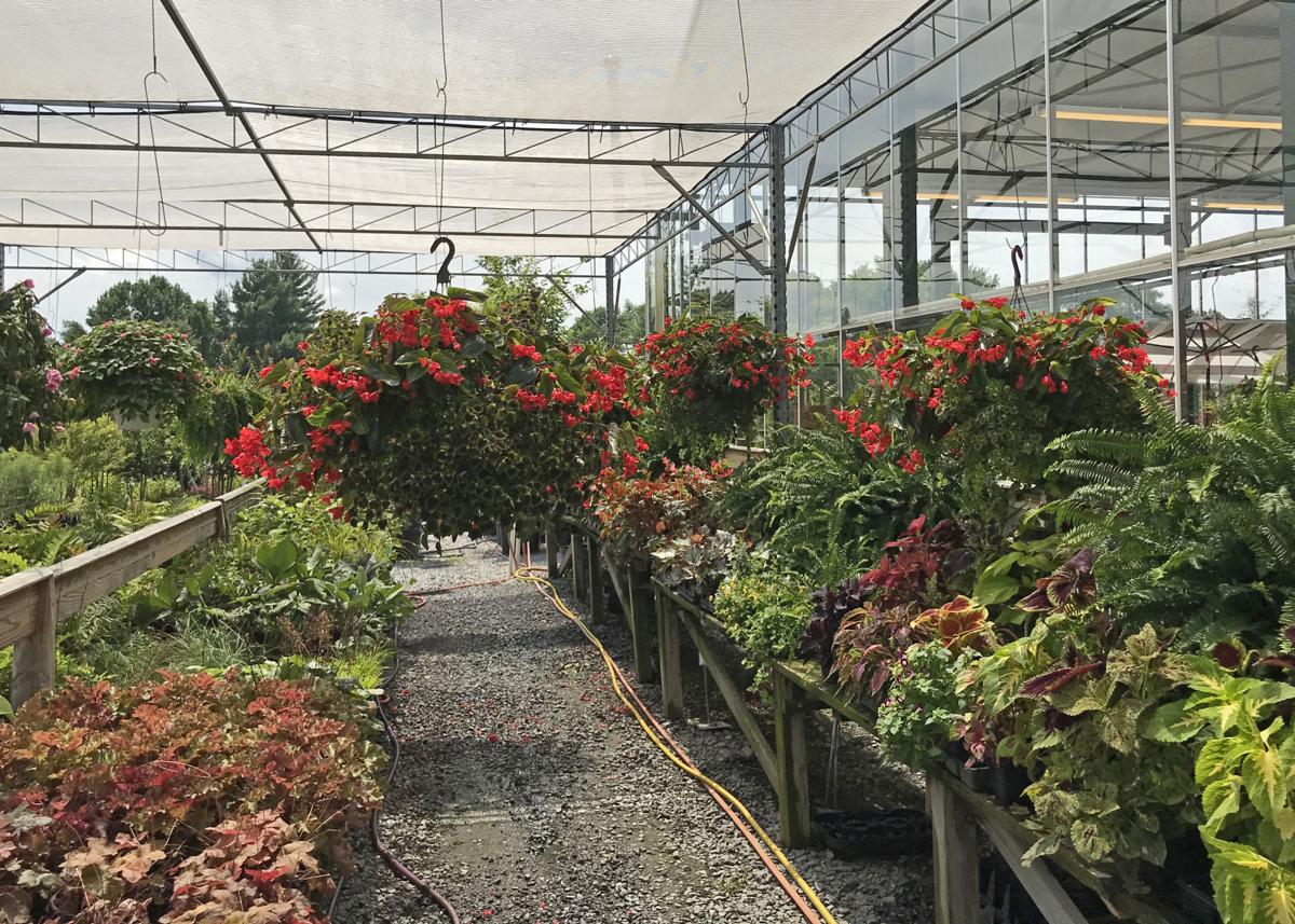 Nursery Spotlight Potomac Garden Center Ap Fredericknewspost Com