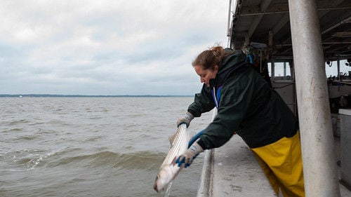 New Regulations For Chesapeake Bay Striped Bass Fishing In 2022 ...