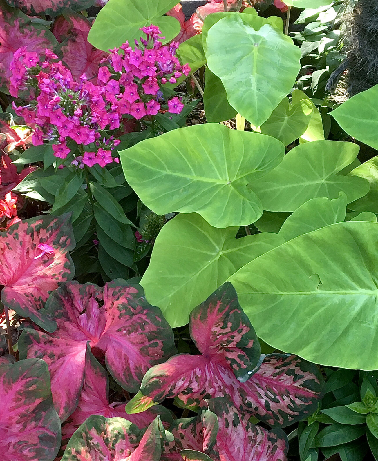 Luminary tall garden phlox brings in bees, birds and butterflies