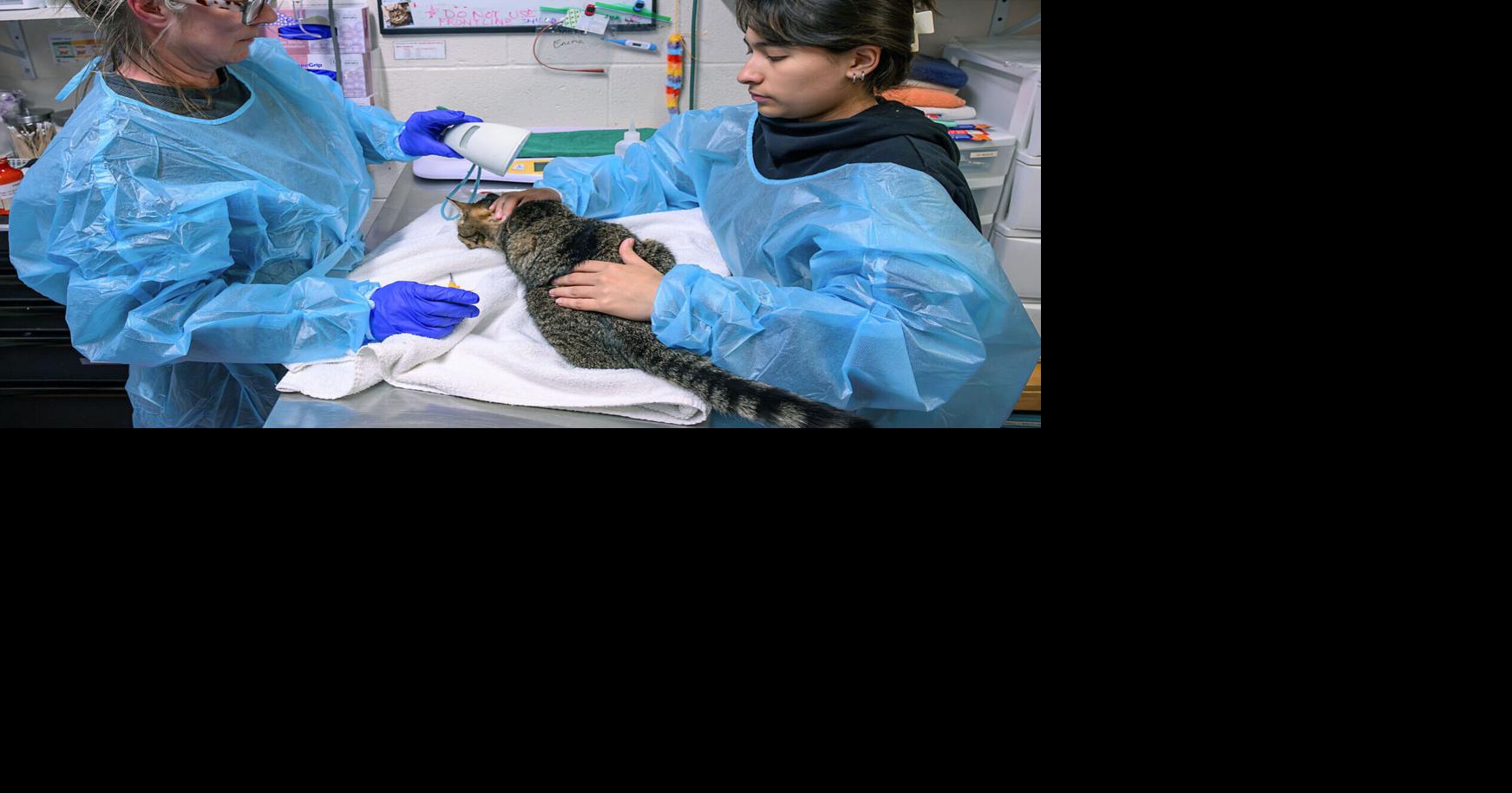 New 'dangerous dog' rule, lifetime pet license, leash law proposed for Frederick County