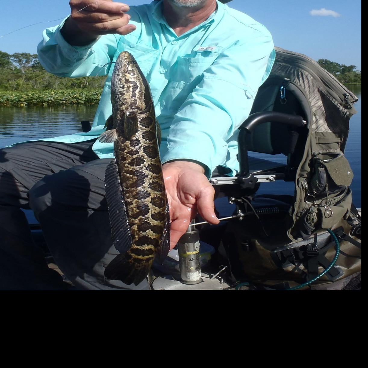 Today's Sportsman: Snakeheads are exactly what anglers desire in a