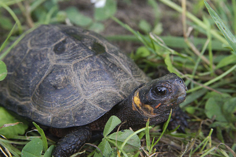 Bog Turtles [Book]