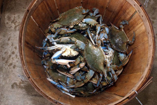 maryland blue crab season