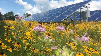 Green Voices Maryland Is Paving The Way For Commercial Solar Power Plants To Become Pollinator Friendly Environment Fredericknewspost Com