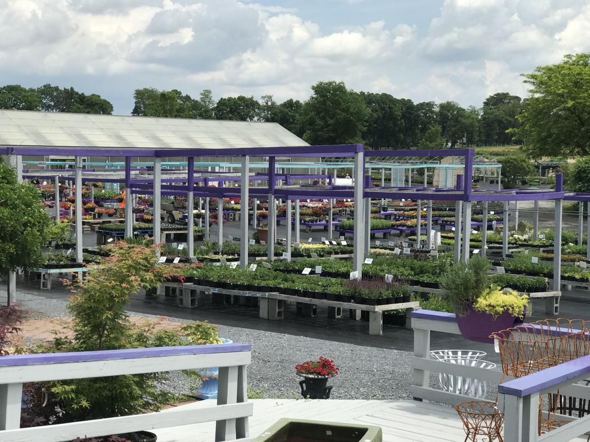 Nursery Spotlight Thanksgiving Farms Brews And Blooms All Summer Nursery Spotlight Thanksgiving Farms