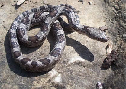 newborn black snake