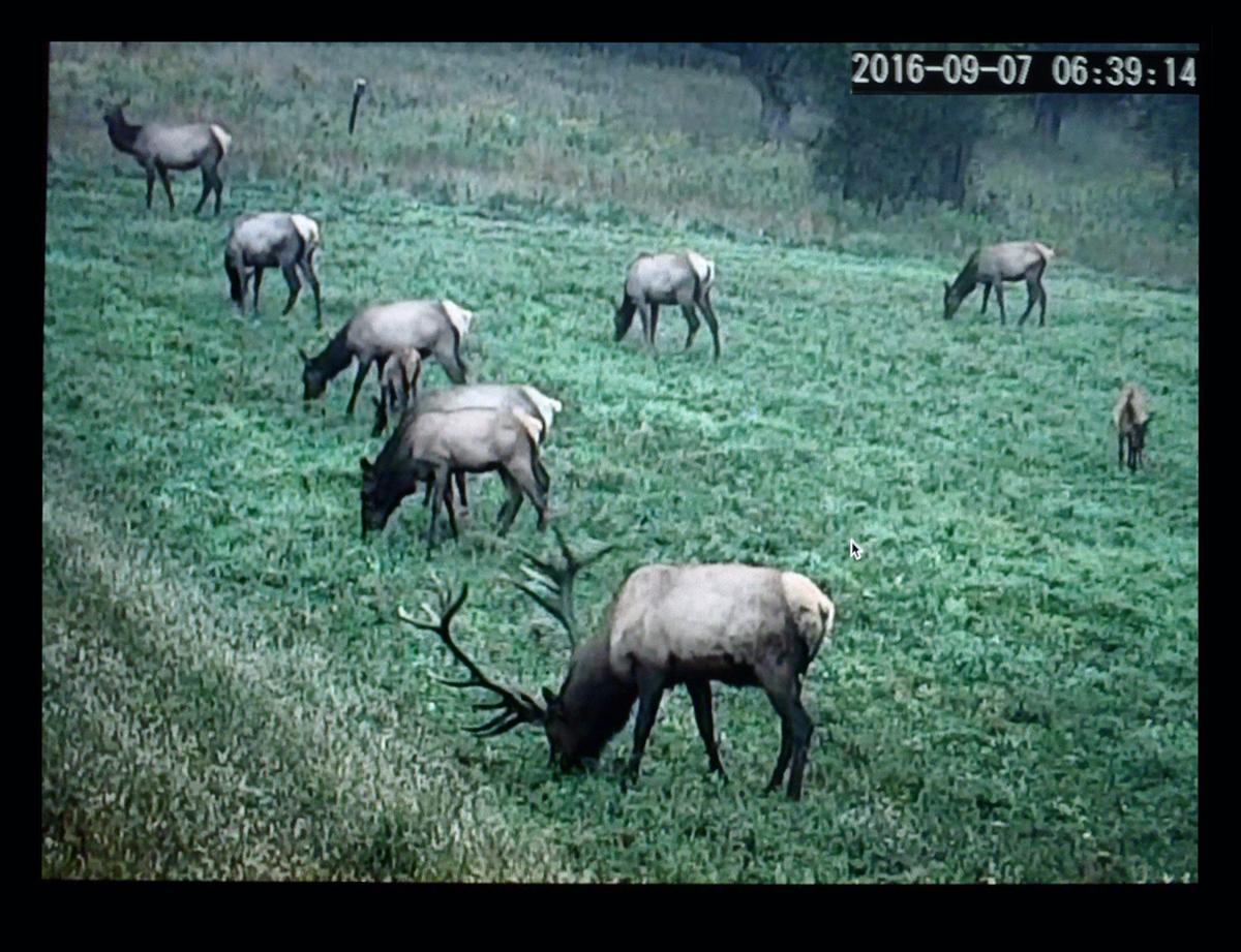 The Elk Capital Of Pennsylvania Environment Fredericknewspost Com