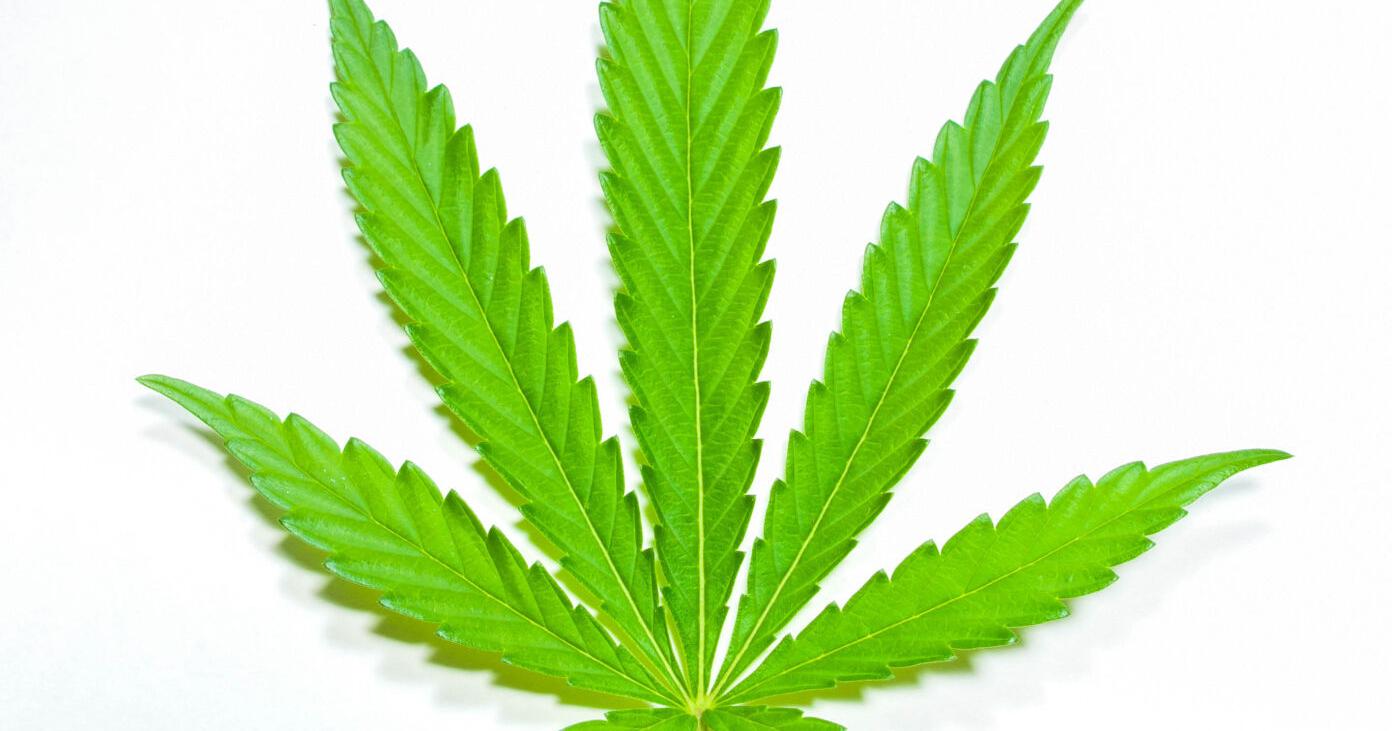 Ring in the new era at the Maryland Cannabis Legalization Festival - Vimarsana News