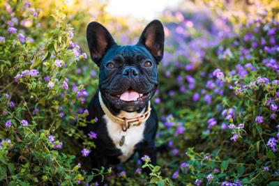 springtime pets.jpg
