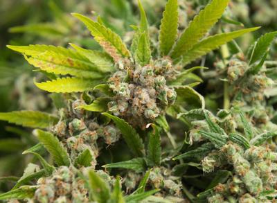 Green Leaf Medical Cannabis (copy)