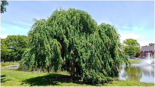 weeping katsura tree