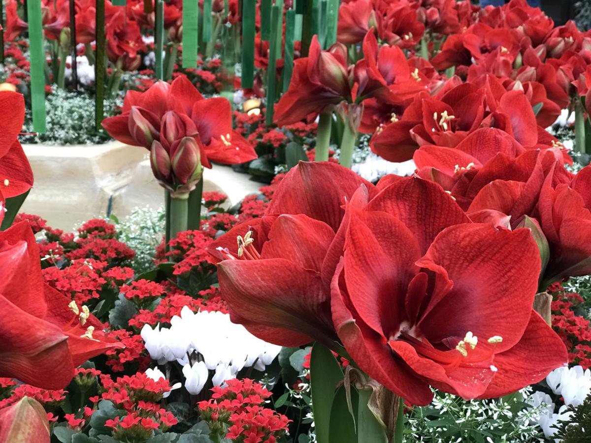Save That Holiday Amaryllis Lifestyle Fredericknewspost Com