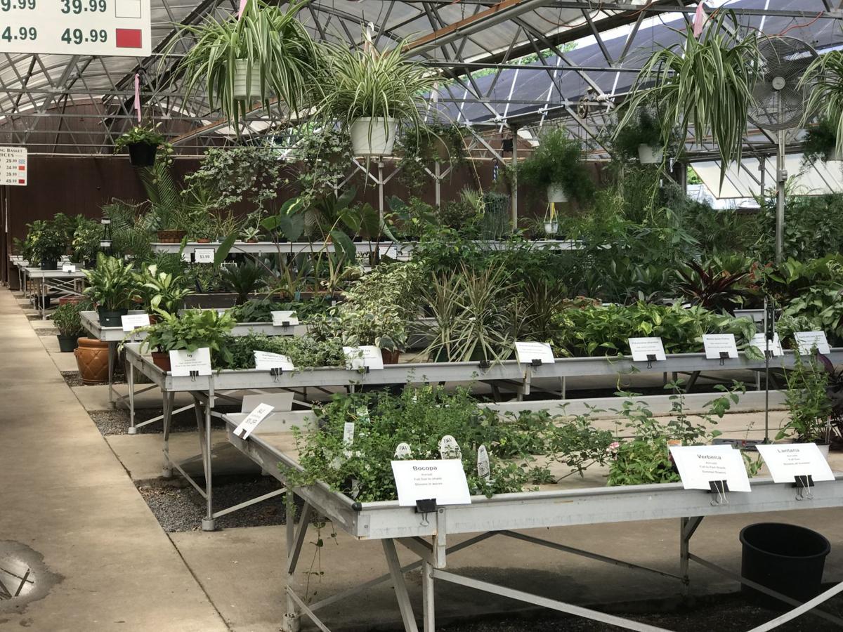 Nursery Spotlight Bringing A Bit Of Holland To The Golden Mile Ap Fredericknewspost Nursery Spotlight Bringing A Bit Of