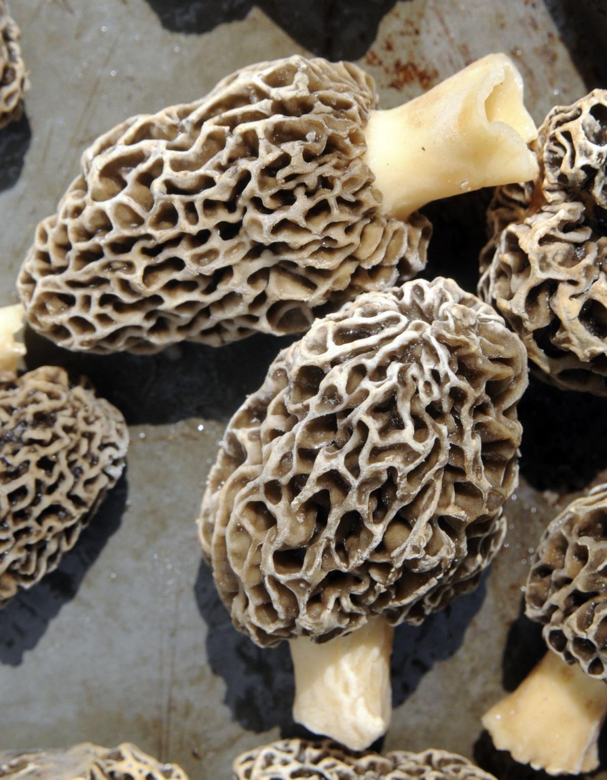 Morel Mushroom Hot Spots A Secret Worth Keeping Environment Fredericknewspost Com