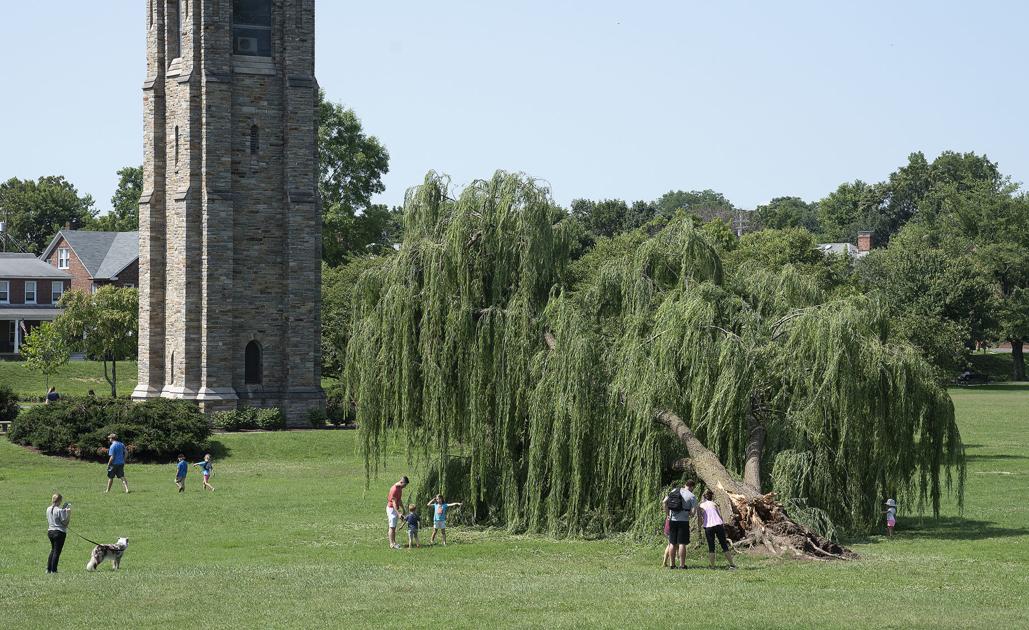 Community Rallies To Support Fallen Willow Tree In Baker Park Environment Fredericknewspost Com