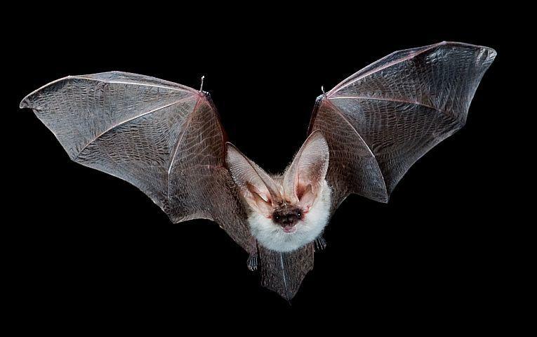 Nature Notes Bats Nature S Flying Pest Control Travel And Outdoors Fredericknewspost Com