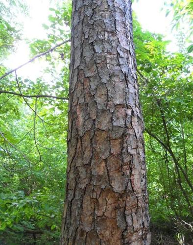 Nature Notes: Shortleaf pine bark
