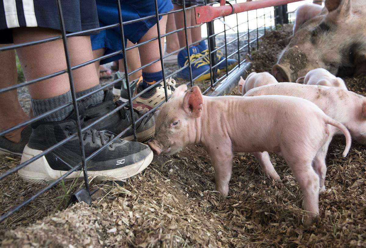 Swine Flu Outbreak In Charles County Keeps Great Frederick Fair Officials On Alert Great Frederick Fair Fredericknewspost Com