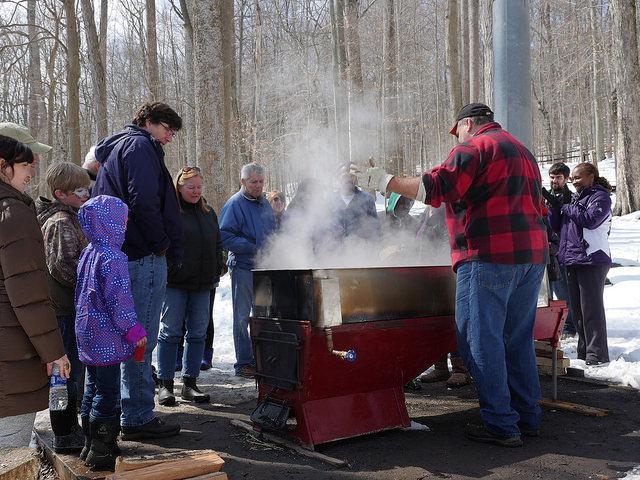 Maple Sap Run Launches At Maple Syrup Festival Environment 9404