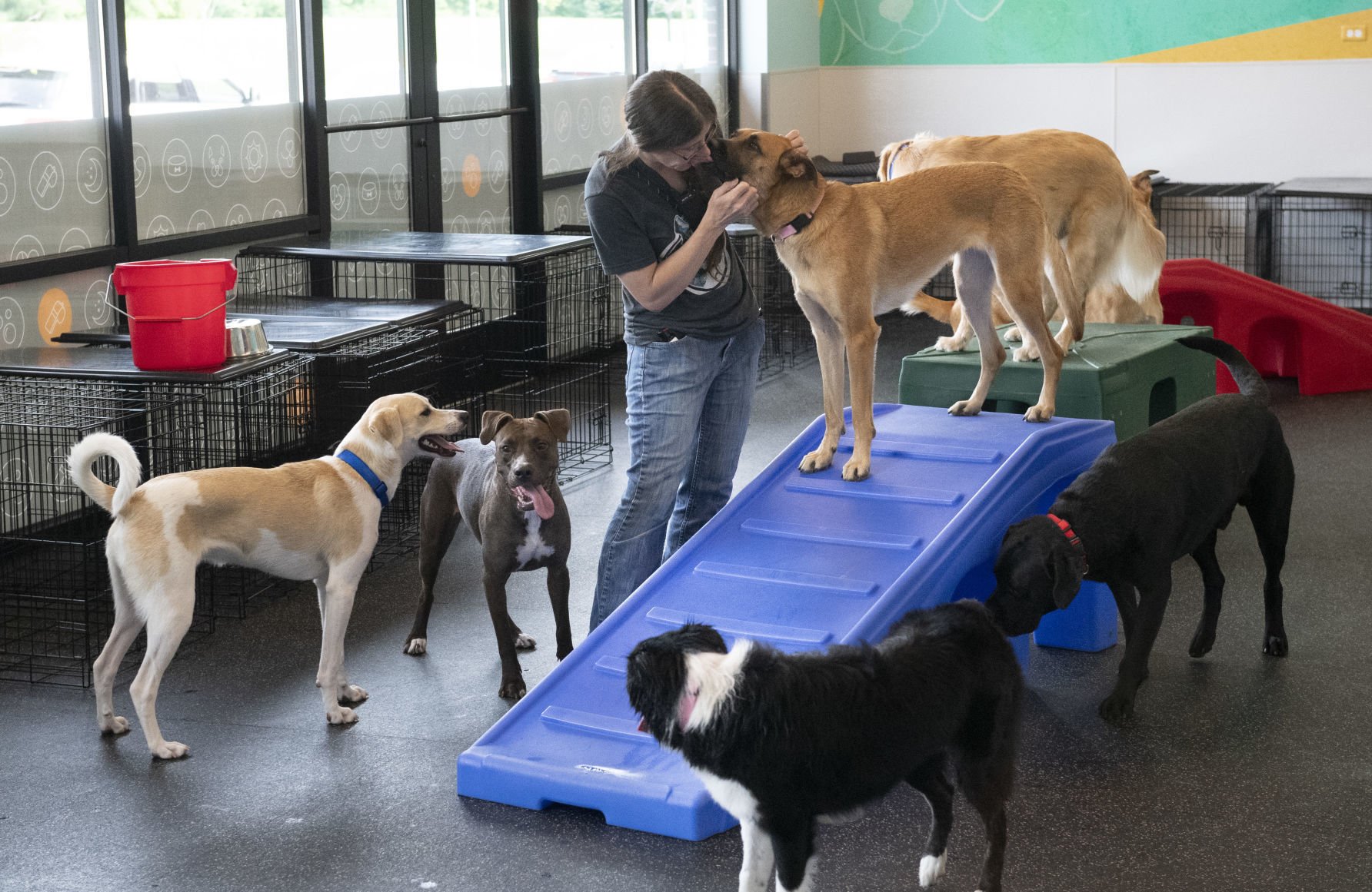 Doggy day care center opens in county 