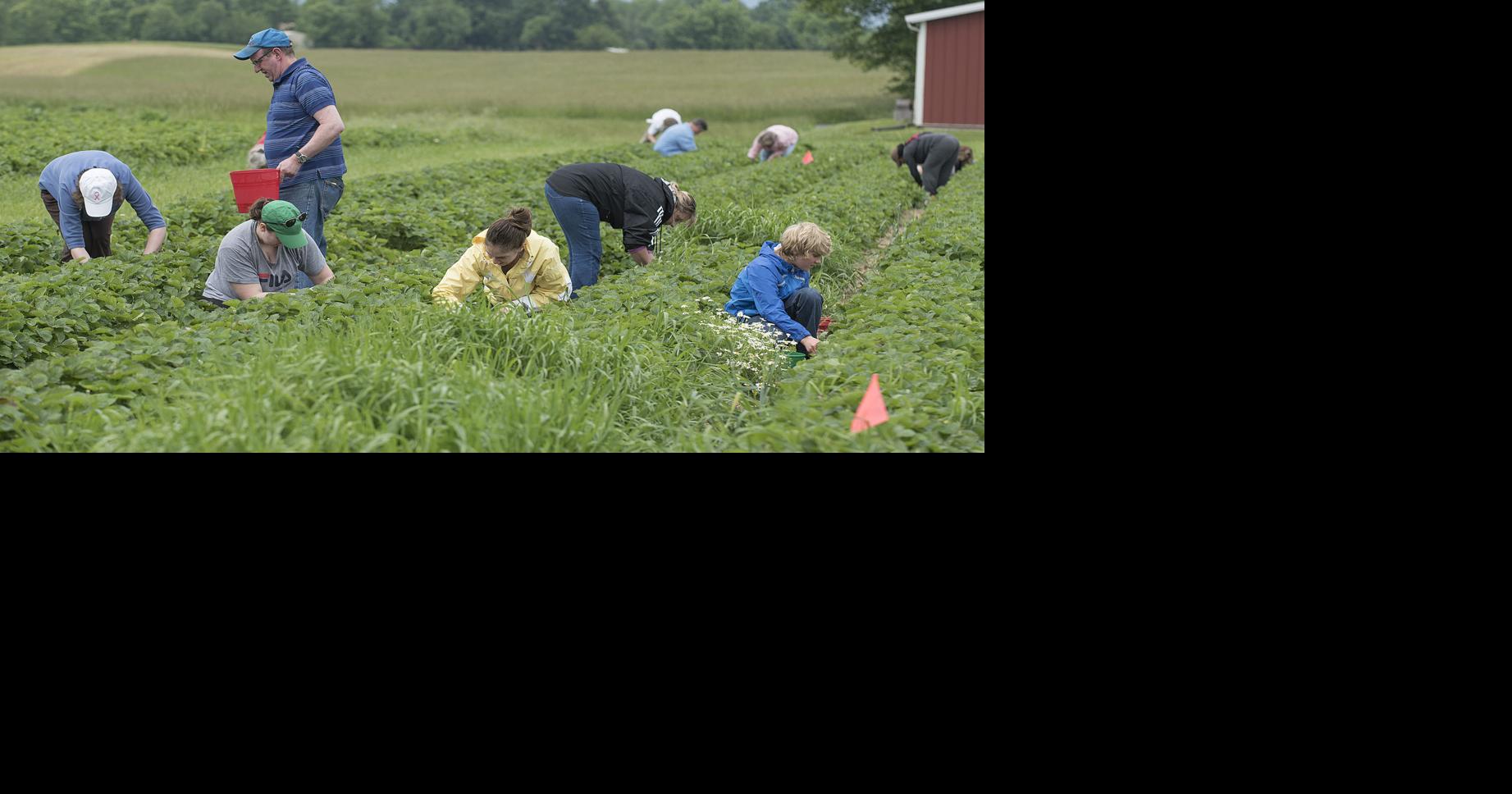 BG Strawberry Picking Food