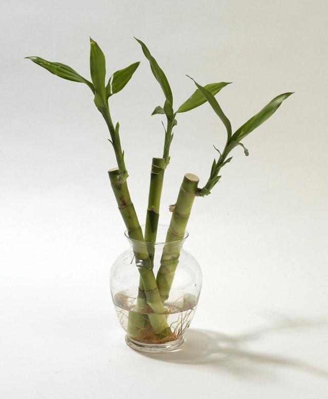 Lucky bamboo A fortuitous plant for Chinese New Year Z