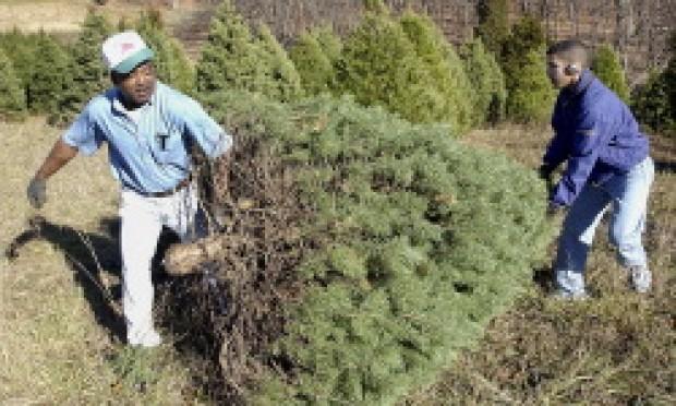 Rockin Around The Christmas Tree Farm Archives Fredericknewspost Com
