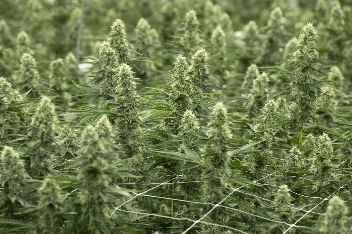 Frederick medical marijuana dispensary expands with eye on more growth