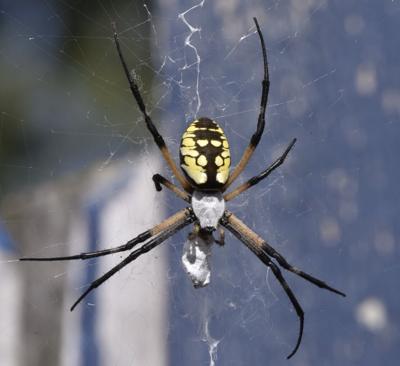 This beautiful garden spider, or zipper spider, or writing spider