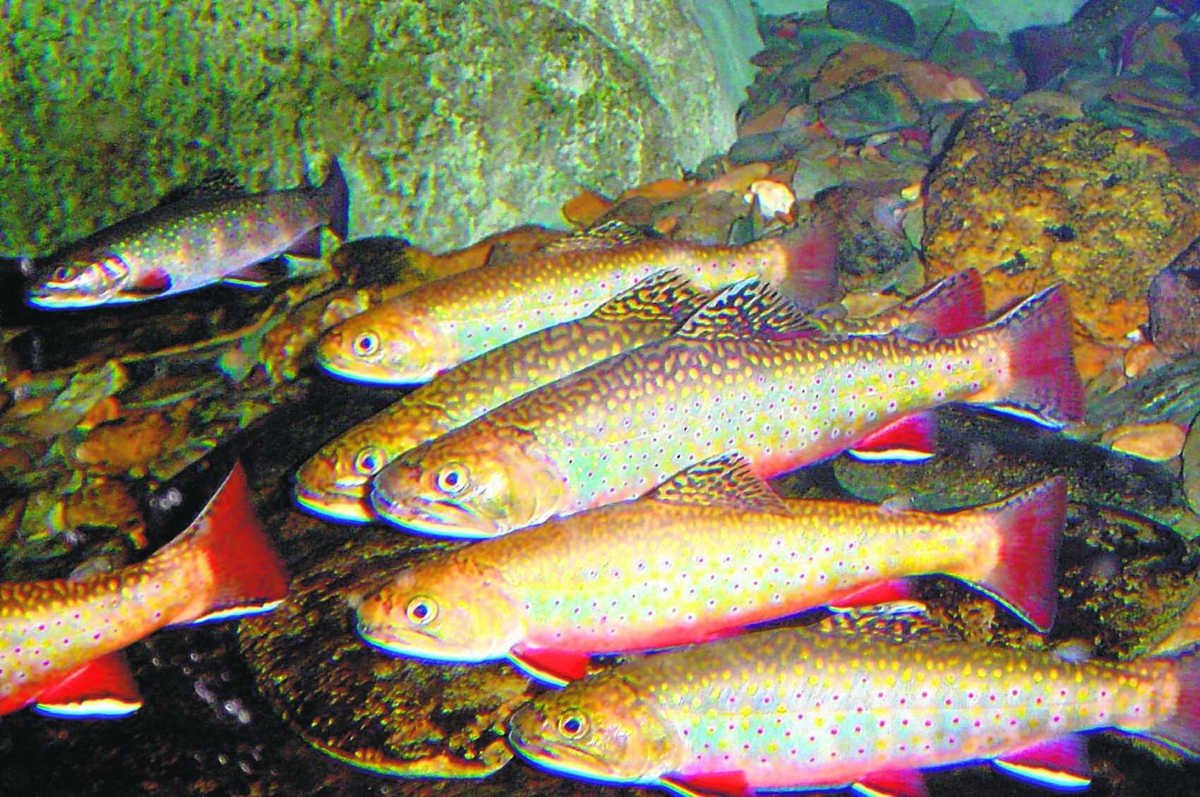 Brook trout Environment