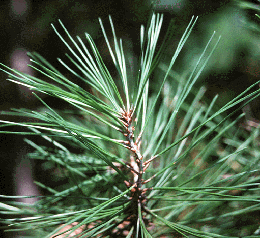 Nature Notes: Shortleaf pine needles