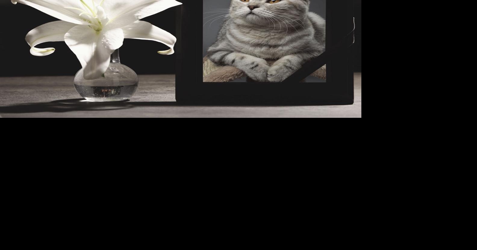 What you need to know about pet insurance