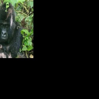 Rare gorilla twins born in conflict-hit DR Congo nature park