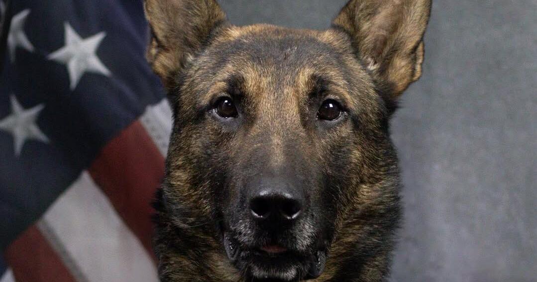 Frankfort police K9 Rex to receive bullet- and stab-resistant vest