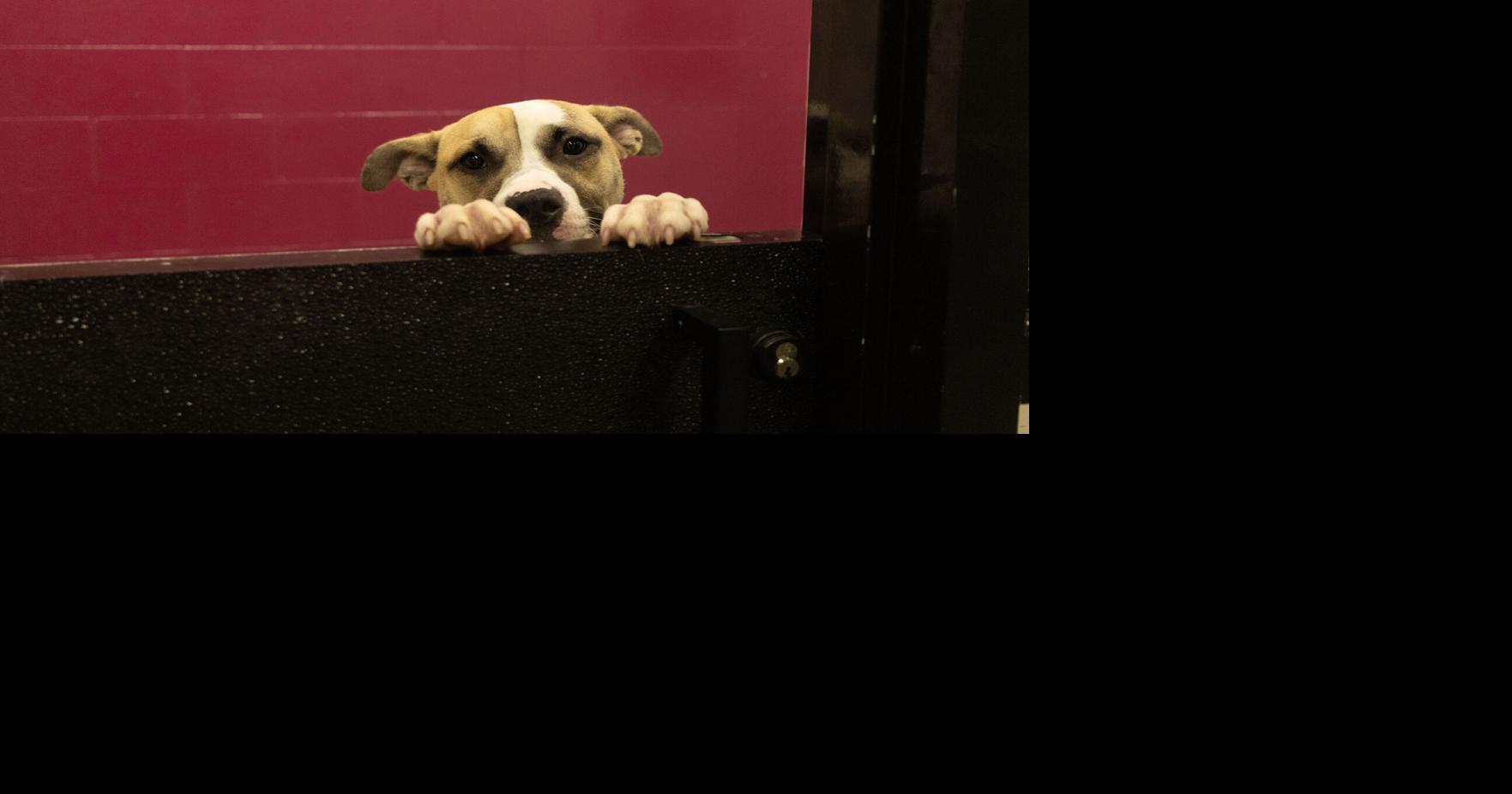 Fulton animal shelter sends pets home with families for free