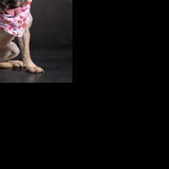 Meet our Pet of the Week: Shayla
